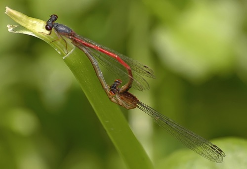 Pair in copula
2008_06_23
